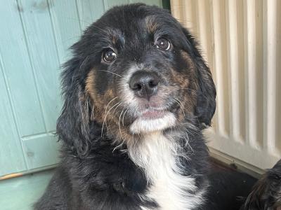 Bernese Mountain Dog x Golden Retriever puppies in Monaghan
