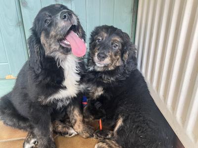 Bernese Mountain Dog x Golden Retriever puppies in Monaghan