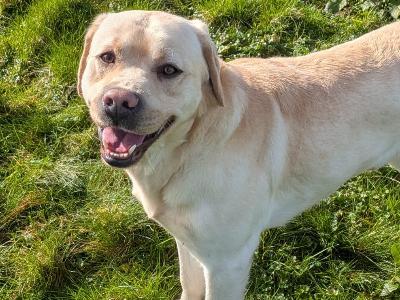 Stunning IKC Registered Labrador for stud in Mayo