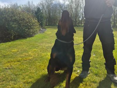 Rottweiler for stud in Cork