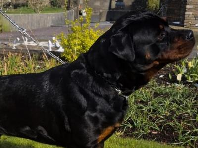 Rottweiler for stud in Cork