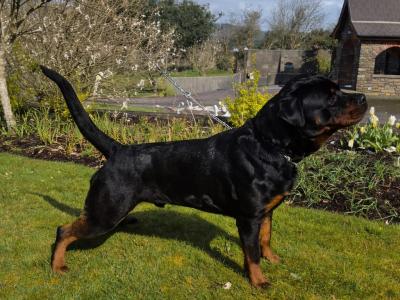 ROTTWEILER FOR STUD