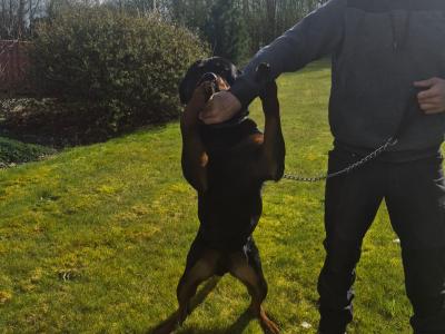 Rottweiler for stud in Cork