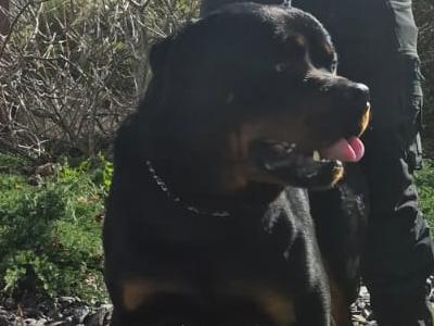 Rottweiler for stud in Cork