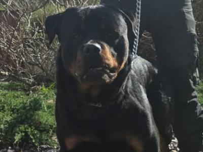 Rottweiler for stud in Cork