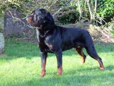 Rottweiler for stud in Cork