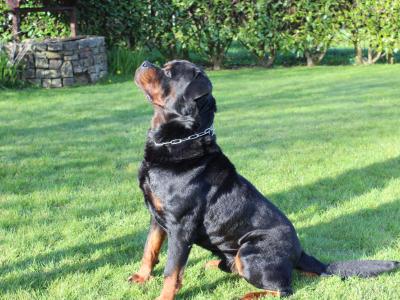 Rottweiler for stud in Cork