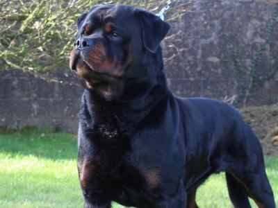 Rottweiler for stud in Cork