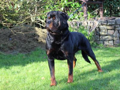 Rottweiler for stud in Cork