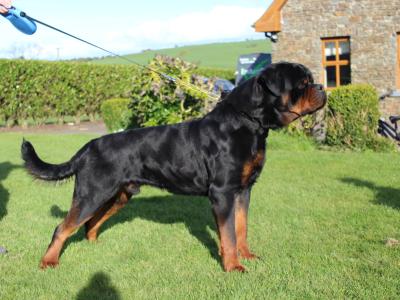 Rottweiler stud in Cork !!!