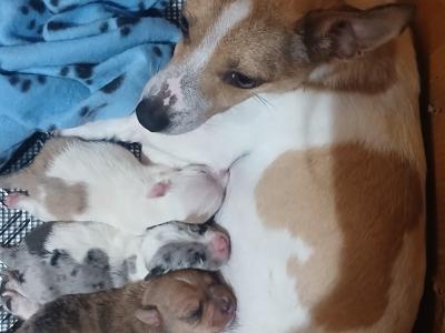 Merle Jack Russell For Stud