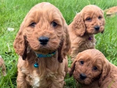Stunning Red Cockapoo puppies in Tyrone