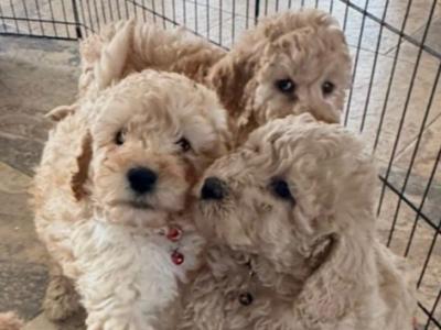 Quality F1b Cockapoo puppies  REDUCED £450 in Tyrone