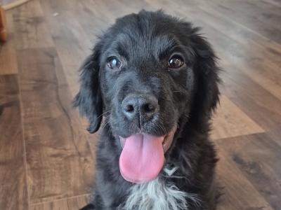 Male Golden Retriever x English Setter puppy in Kilkenny