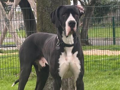 Legend The IKC Registered Great Dane
