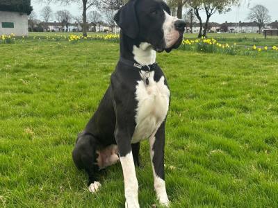 Legend The IKC Registered Great Dane