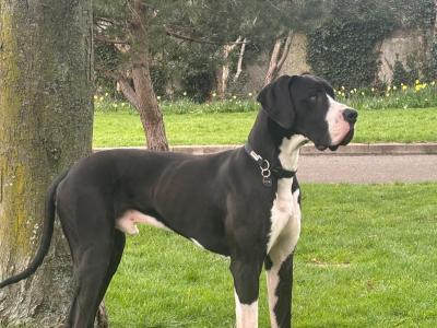 Legend The IKC Registered Great Dane