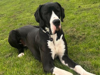 Legend The IKC Registered Great Dane