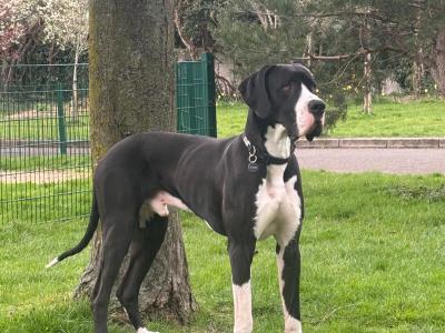 Legend The IKC Registered Great Dane