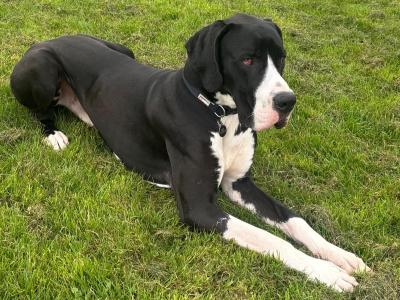 Legend The IKC Registered Great Dane