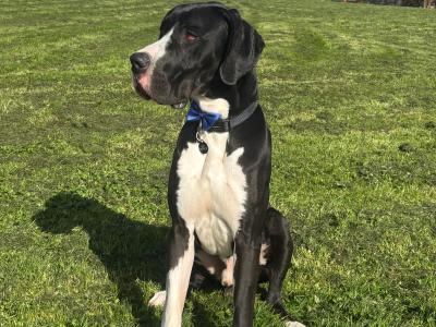 Legend The IKC Registered Great Dane