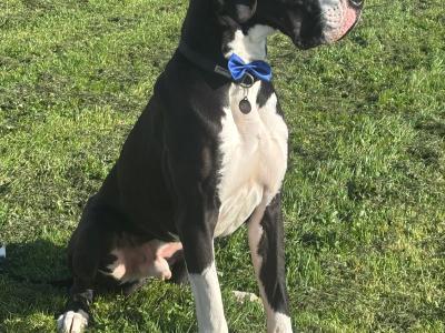 Legend The IKC Registered Great Dane