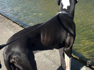 Legend The IKC Registered Great Dane