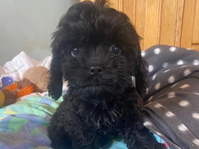 Toy Cavapoo puppies in Carlow