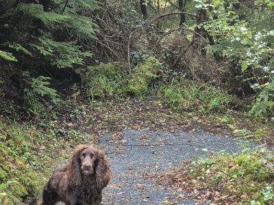 Working Pedigree IKC Registered Cocker Spaniel for stud
