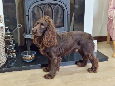 Working Pedigree IKC Registered Cocker Spaniel for stud