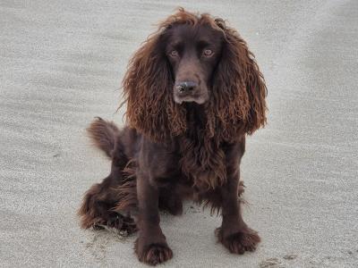 Working Pedigree IKC Registered Cocker Spaniel for stud