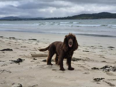 Working Pedigree IKC Registered Cocker Spaniel for stud