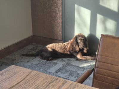 Working Pedigree IKC Registered Cocker Spaniel for stud