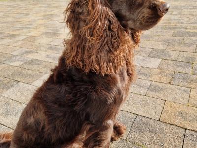 Working Pedigree IKC Registered Cocker Spaniel for stud