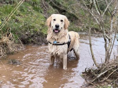 Proven IKC Registered Pedigree Golden Retriever