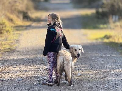 Proven IKC Registered Pedigree Golden Retriever