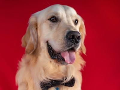 Proven IKC Registered Pedigree Golden Retriever