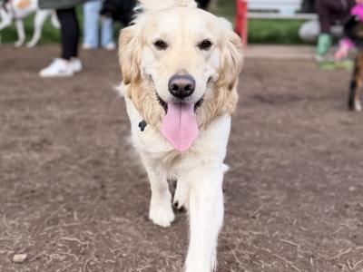 Proven IKC Registered Pedigree Golden Retriever
