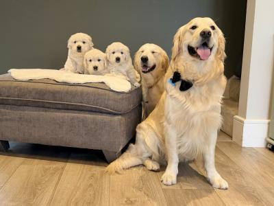 Proven IKC Registered Pedigree Golden Retriever