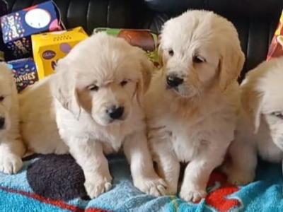 Gorgeous IKC Registered purebred Golden Retriever puppies in Galway