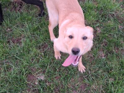 Labrador x Australian Sheepdog puppies in Cork