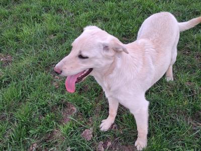 Labrador x Australian Sheepdog puppies in Cork