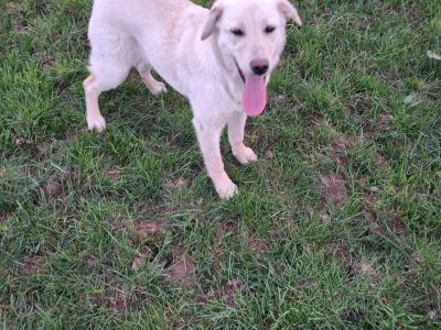 Labrador x Australian Sheepdog puppies in Cork