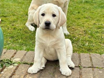 Beautiful IKC Registered Pedigree Golden Labrador puppies in Dublin