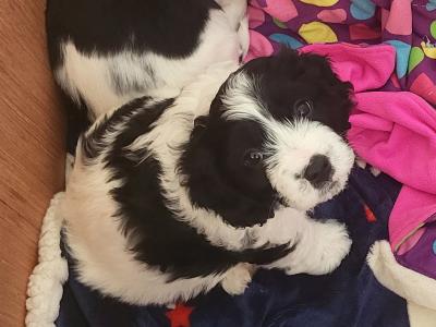 Adorable Cavachon x Bishon Frise puppies in Cork