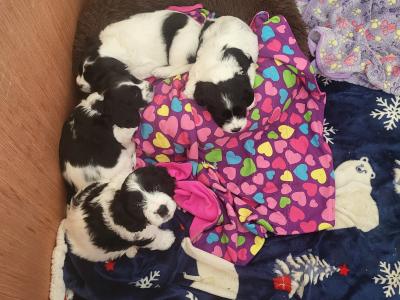 Adorable Cavachon x Bishon Frise puppies in Cork