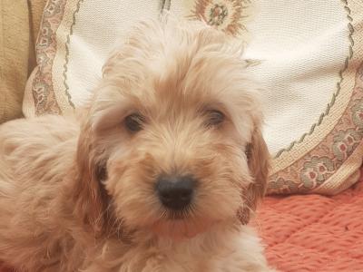 Cockapoo puppies in Wexford