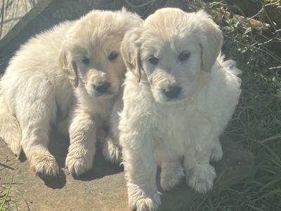 Beautiful Golden Retriever puppies for sale in Tipperary