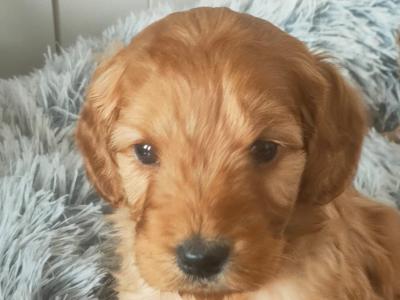 Miniature Cockapoo puppies in Galway