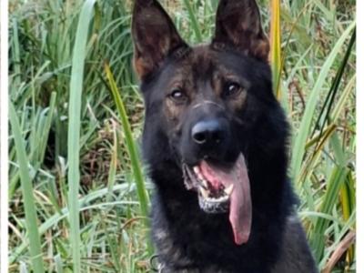 Echo - German Shepherd for stud in Louth